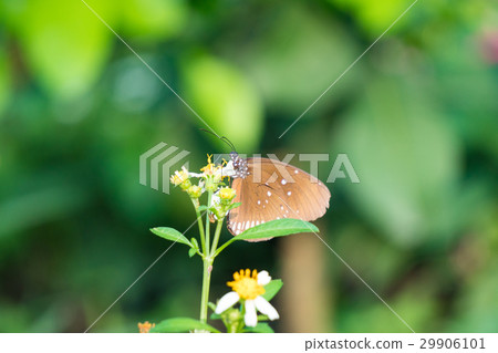 A butterfly feeding on Bidens pilosa flower in sun 29906101