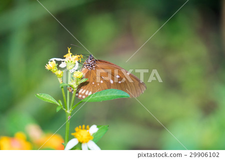 A butterfly feeding on Bidens pilosa flower in sun A butterfly feeding on Bidens pilosa flower in sun 29906102