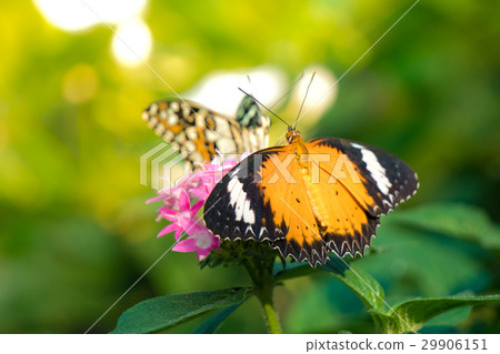 Couple butterfly feeding on ixora flower in a summ Couple butterfly feeding on ixora flower in a summ 29906151