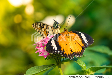 Couple butterfly feeding on ixora flower in a summ Couple butterfly feeding on ixora flower in a summ 29906152