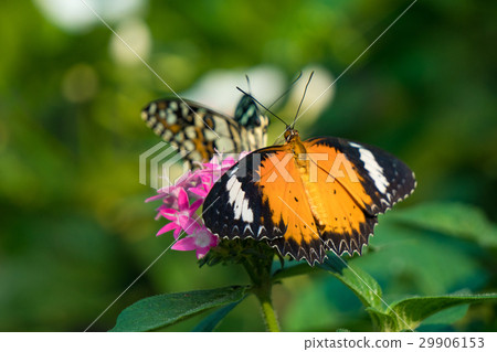 Couple butterfly feeding on ixora flower in a summ Couple butterfly feeding on ixora flower in a summ 29906153