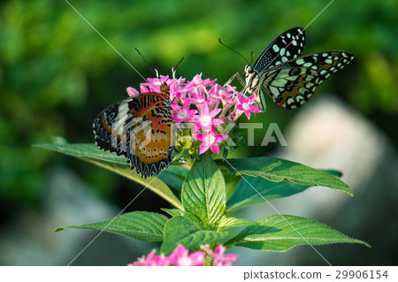 Couple butterfly feeding on ixora flower in a summ Couple butterfly feeding on ixora flower in a summ 29906154