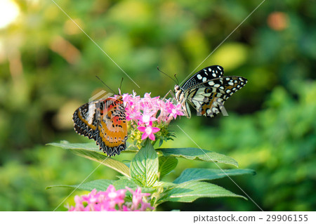 Couple butterfly feeding on ixora flower in a summ Couple butterfly feeding on ixora flower in a summ 29906155