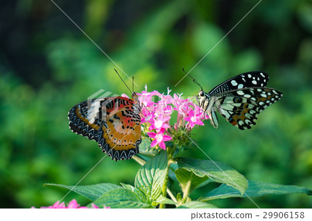 Couple butterfly feeding on ixora flower in a summ Couple butterfly feeding on ixora flower in a summ 29906158