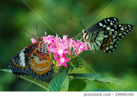 Couple butterfly feeding on ixora flower in a summ Couple butterfly feeding on ixora flower in a summ 29906160