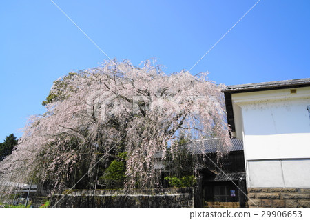Dead brown cherry tree 29906653