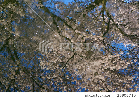 Shadow of cherry blossoms reflected on the floating water surface and petal's underlying paintings Brightly focus on the shadow of cherry blossoms 29906719