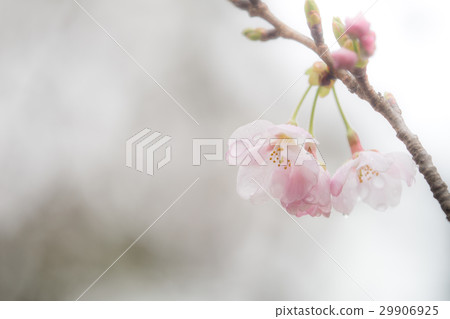 Cherry blossoms blooming Cherry blossoms blooming 29906925