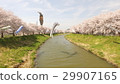 Cherry blossoms and carp streamers in full bloom 29907165