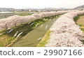 Cherry blossoms and carp streamers in full bloom 29907166