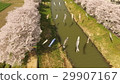 Cherry blossoms and carp streamers in full bloom 29907167