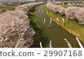 Cherry blossoms and carp streamers in full bloom 29907168