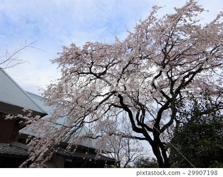 Treasures of Treasure Temple of about 100 years old Shimadaresakura ~ Saga prefecture Kanzaki city ~ Treasures of Treasure Temple of about 100 years old Shimadaresakura ~ Saga prefecture Kanzaki city ~ 29907198