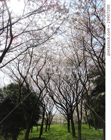 Tamiya park's cherry blossom trees ~ Saga prefecture Tosu city ~ Tamiya park's cherry blossom trees ~ Saga prefecture Tosu city ~ 29907200