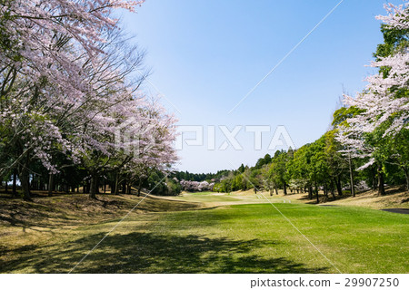 Golf course in full bloom of cherry blossoms Golf course 29907250