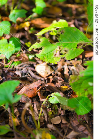 frog, frogs, amphibian 29907458