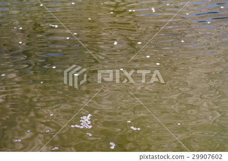 Sakura petal drifts in the wave of the river 29907602