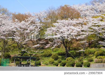 Bench and cherry 29907904