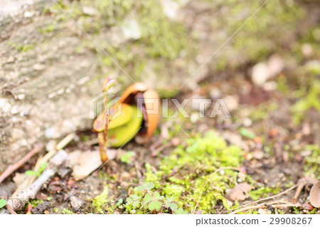 Spring park emerges in a park afternoon 29908267