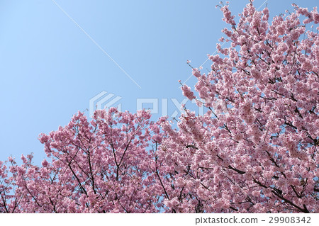 Cherry blossoms Cherry blossoms 29908342