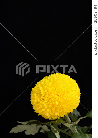 乒乓菊花 29908494