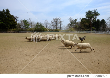 牧羊犬表演 牧羊犬表演 29908926