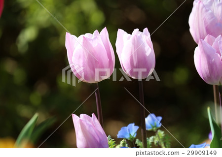 Tulip Tulip 29909149