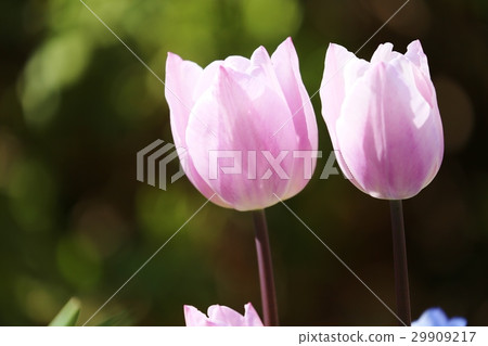 Tulip 29909217