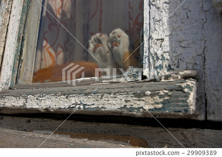 Kitten paws Kitten paws 29909389