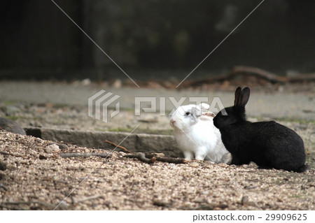 Usagi島 Usagi島 29909625