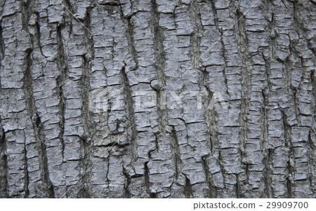 Old tree texture 29909700