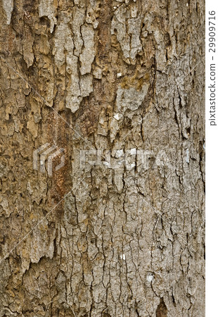 Old tree  texture 29909716