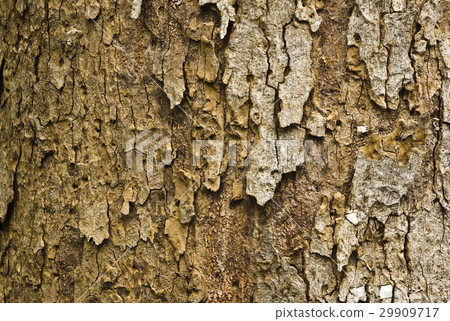 Old tree  texture 29909717