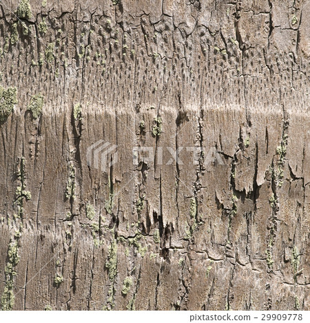 Old tree texture 29909778