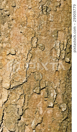 Old tree texture Old tree texture 29909779