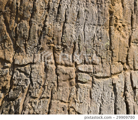 Old tree texture Old tree texture 29909780