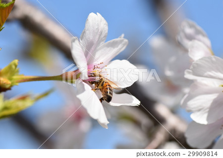 Sakurajima (a bee was working hard) 29909814