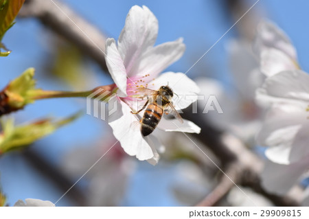 櫻島（一隻蜜蜂努力工作） 29909815
