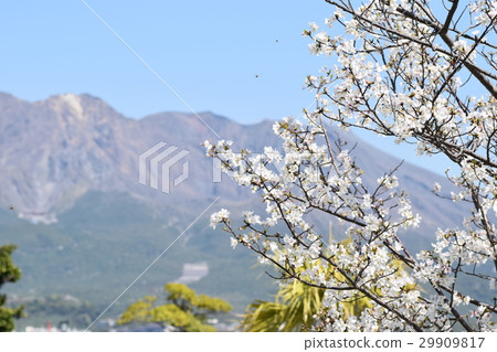 Sakurajima (This is the real Sakurajima!) Kagoshima City, Kagoshima Prefecture Sakurajima (This is the real Sakurajima!) Kagoshima City, Kagoshima Prefecture 29909817