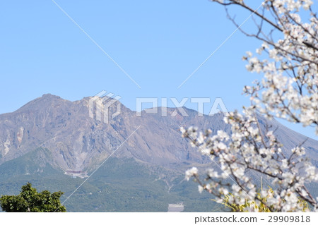 Sakurajima (This is the real Sakurajima!) Kagoshima City, Kagoshima Prefecture Sakurajima (This is the real Sakurajima!) Kagoshima City, Kagoshima Prefecture 29909818