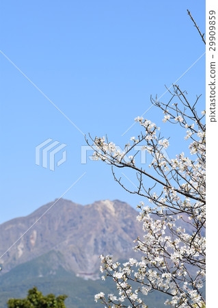 Sakurajima (This is the real Sakurajima!) Kagoshima City, Kagoshima Prefecture 29909859