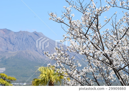 Sakurajima (This is the real Sakurajima!) Kagoshima City, Kagoshima Prefecture 29909860
