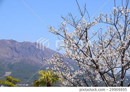 櫻島（這才是真正的櫻島！） 鹿兒島縣鹿兒島市 29909895