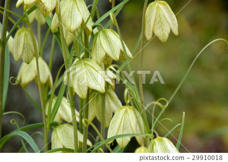 Braided Lily Lily Flower 29910018
