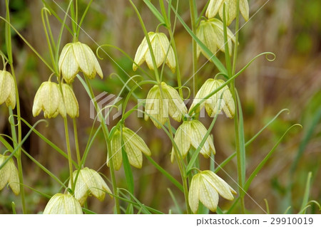 Braided Lily Lily Flower 29910019