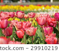 t tulip field 29910219