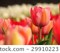 Pink tulip 29910223
