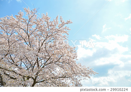 Cherry Blossoms	 29910224