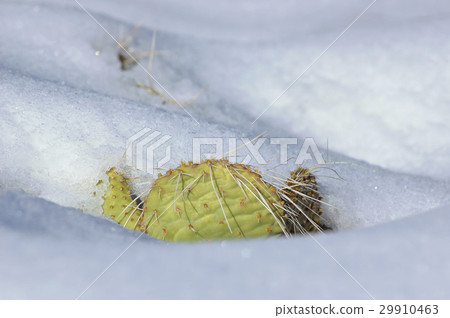 Snow covered cactus (Zion National Park, USA) 29910463
