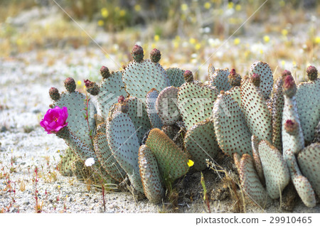 Blooming Cactus in Anza Borrego Desert, California 29910465